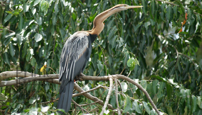 Uganda Birding Safaris Tour