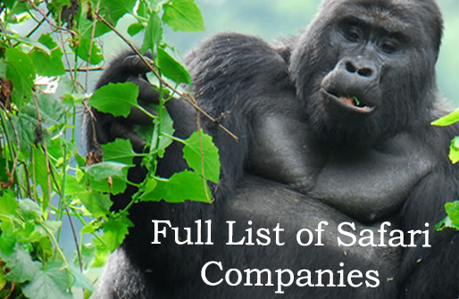 Safari Companies Congo