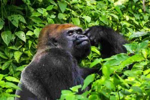 5 days Kahuzi Biega lowland gorilla trekking safari